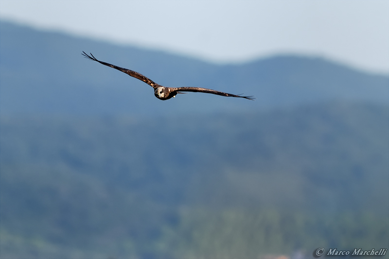 Falco di palude